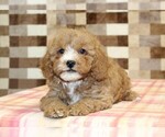 JJ - Male Bernedoodle (Miniature)-Cavapoo (Miniature) Mix Puppy for Sale - Photo #2
