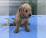 Small Photo #8 Miniature Labradoodle Puppy For Sale in BOWLING GREEN, KY, USA