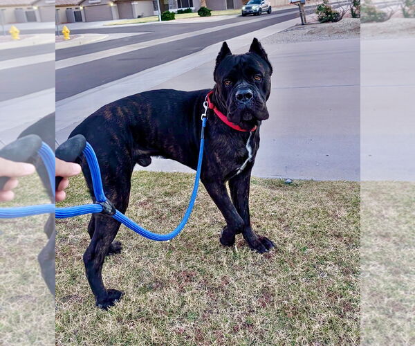 Medium Photo #8 Mutt Puppy For Sale in Goodyear, AZ, USA