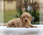 Small Photo #1 Goldendoodle Puppy For Sale in NEW HOLLAND, PA, USA