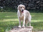 Small Photo #1 Golden Retriever Puppy For Sale in MARSHALL, VA, USA