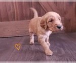 Small #4 Golden Retriever