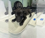 Small American Staffordshire Terrier-Labrador Retriever Mix