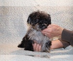 Small #1 Yorkiepoo mix (+ Poodle Toy)