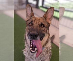 German Shepherd Dog Dogs for adoption in Sacramento, CA, USA