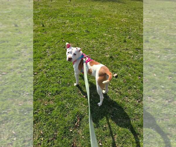 Medium Photo #2 Mutt Puppy For Sale in Martinsburg, WV, USA