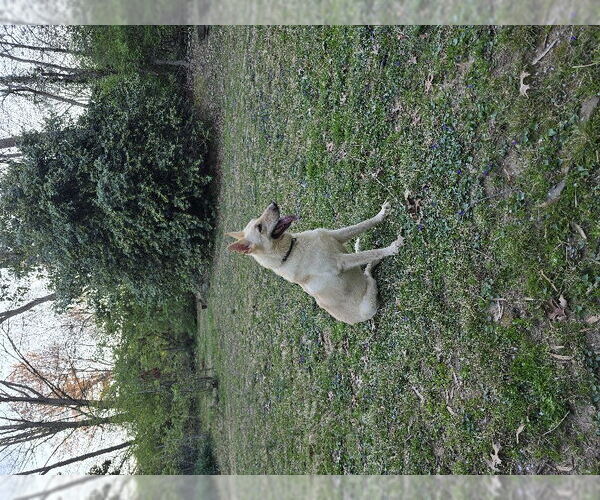 Medium Photo #5 - Mix Puppy For Sale in Winston Salem, NC, USA