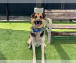 Small #1 German Shepherd Dog