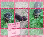Small Photo #4 English Mastweiler Puppy For Sale in FAIR GROVE, MO, USA