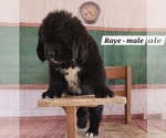 Puppy Raye Newfoundland