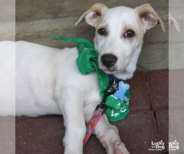 Medium Photo #4 Labrador Retriever-Unknown Mix Puppy For Sale in Washington, DC, USA