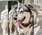 Small #9 Siberian Husky Mix