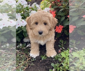 Coton de Tulear-Poodle (Toy) Mix Puppy for sale in CANOGA, NY, USA