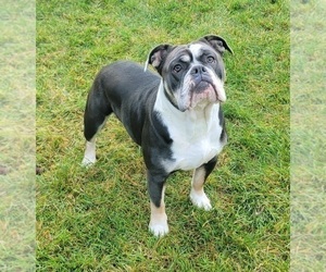 Mother of the Olde English Bulldogge puppies born on 03/19/2026