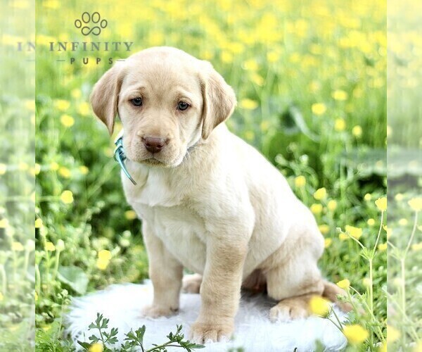 Medium Photo #4 Labrador Retriever Puppy For Sale in COATESVILLE, PA, USA