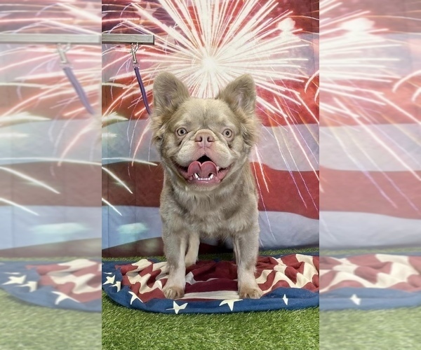 Medium Photo #2 French Bulldog Puppy For Sale in FRANKLIN, IN, USA