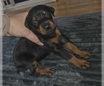 Small Doberman Pinscher