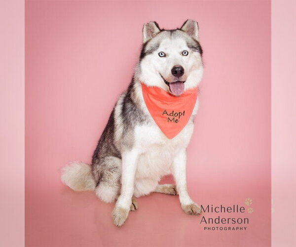Medium Photo #2 Siberian Husky Puppy For Sale in Corona, CA, USA