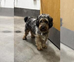 Poodle (Miniature)-Unknown Mix Dogs for adoption in Forestville, MD, USA