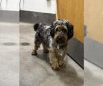 Small Poodle (Miniature) Mix