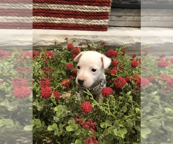 Medium Photo #13 Jack Russell Terrier Puppy For Sale in MABLETON, GA, USA