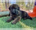 Small Photo #39 German Shepherd Dog Puppy For Sale in MARIPOSA, CA, USA