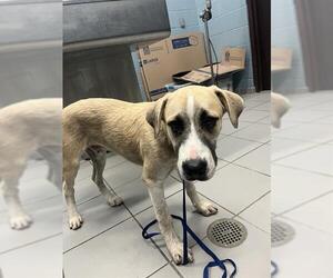 Labrador Retriever-Unknown Mix Dogs for adoption in Corpus Christi, TX, USA