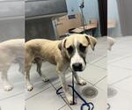 Small Labrador Retriever Mix