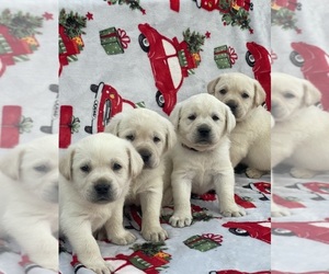 Labrador Retriever Puppy for Sale in MORENO VALLEY, California USA