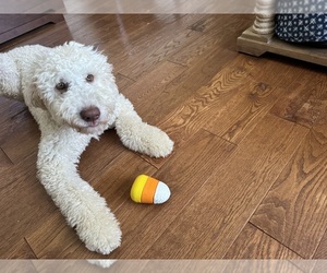 Mother of the Doodle-Golden Retriever Mix puppies born on 04/26/2025