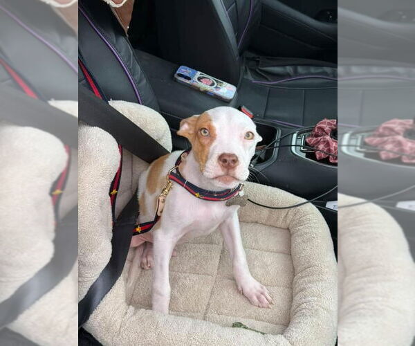 Medium Photo #2 American Pit Bull Terrier-Unknown Mix Puppy For Sale in Brooklyn, NY, USA