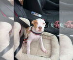 Small #1 American Pit Bull Terrier Mix