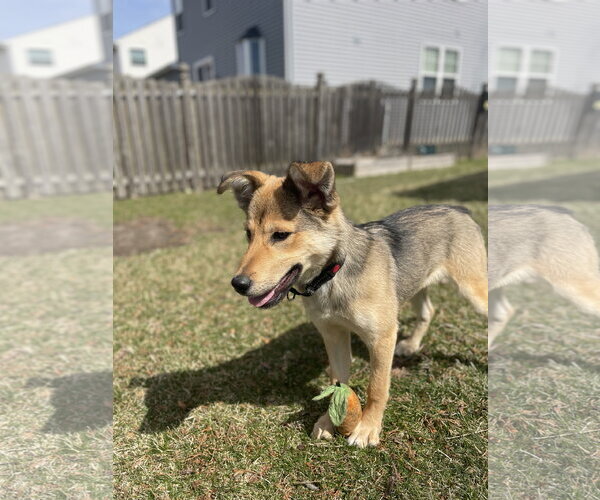 Medium Photo #5 Golden Retriever-Unknown Mix Puppy For Sale in Gilberts, IL, USA