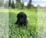 Puppy Tess Labrador Retriever