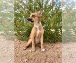 Small Photo #3 Mutt Puppy For Sale in PIPE CREEK, TX, USA