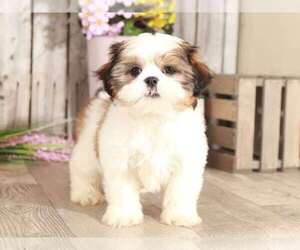 Shih Tzu Puppy for sale in MOUNT VERNON, OH, USA