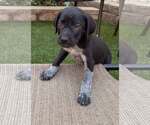 Small #1 German Shorthaired Pointer Mix
