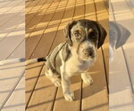 Aries - Male Border Collie-Unknown Mix Dog for Adoption - Small photo