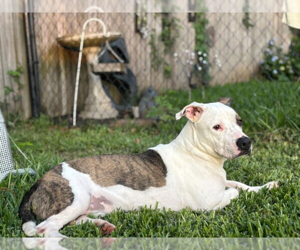 Medium Photo #9 Mutt Puppy For Sale in Abbeville, LA, USA