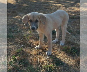 Athena - Female Anatolian Pyrenees Dog for Adoption - Photo #2