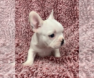French Bulldog Puppy for sale in JOHNS ISLAND, SC, USA