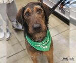 Small Photo #7 Airedale Terrier-Unknown Mix Puppy For Sale in Washington, DC, USA