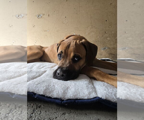 Medium Photo #4 Boxer-Mastiff Mix Puppy For Sale in Crystal, MN, USA