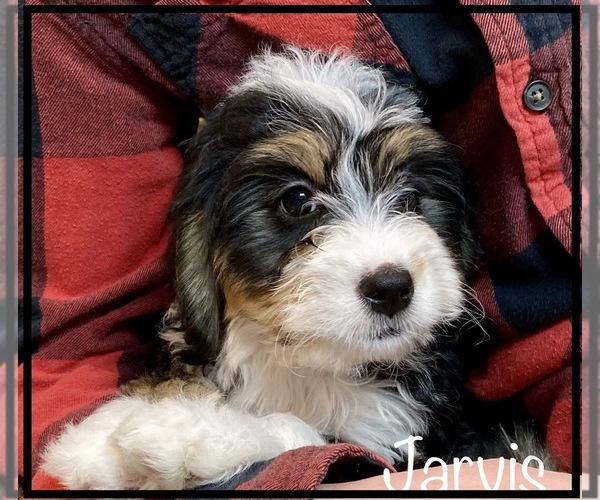 Medium Photo #1 Miniature Bernedoodle Puppy For Sale in STONE CREEK, OH, USA