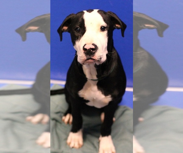 Medium Photo #19 Great Dane-Unknown Mix Puppy For Sale in Spotsylvania, VA, USA