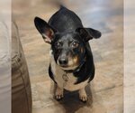 Small Photo #2 Dachshund Puppy For Sale in Rosenberg, TX, USA