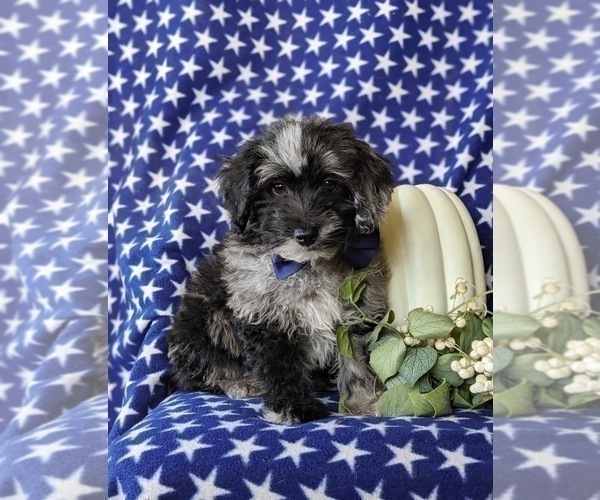 Medium Photo #2 Lhasa-Poo Puppy For Sale in LINCOLN UNIVERSITY, PA, USA