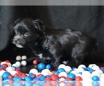 Small #3 Morkie