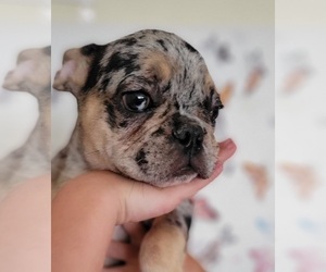 French Bulldog Puppy for sale in TAMPA, FL, USA