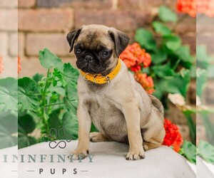 Pug Puppy for sale in ORRSTOWN, PA, USA